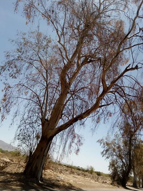 árbol